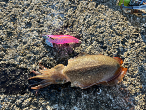 シリヤケイカの釣果