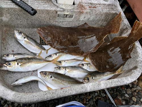 ヒラメの釣果