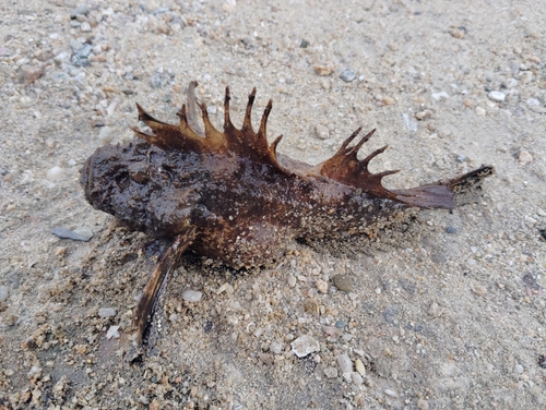 オニオコゼの釣果