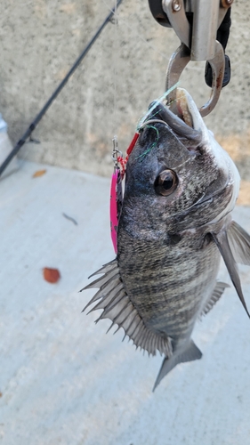 クロダイの釣果