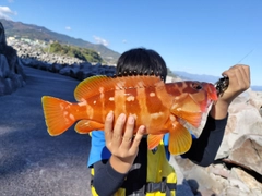 アカハタの釣果