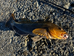 アイナメの釣果