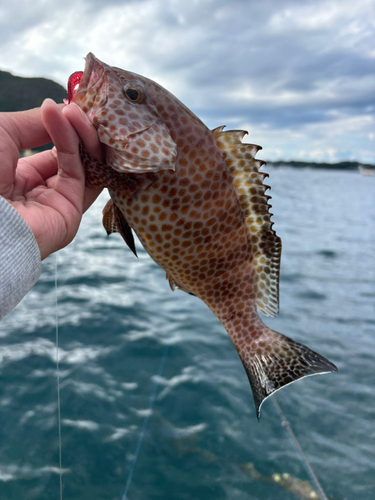 オオモンハタの釣果