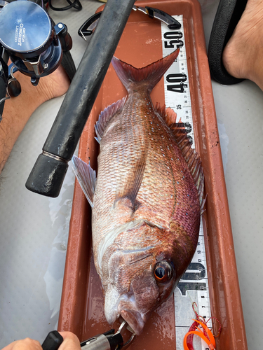 マダイの釣果