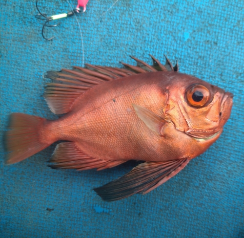 チカメキントキの釣果