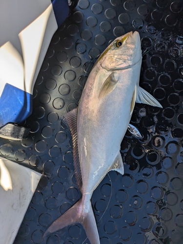 ネイリの釣果