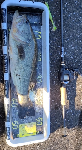 ブラックバスの釣果