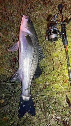 スズキの釣果