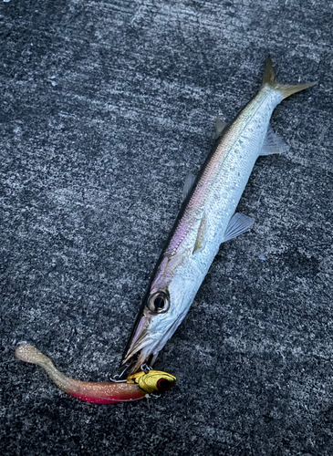 カマスの釣果