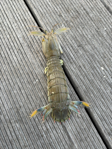 シャコの釣果