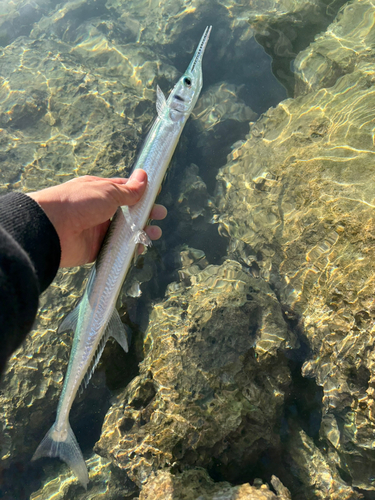 オキザヨリの釣果