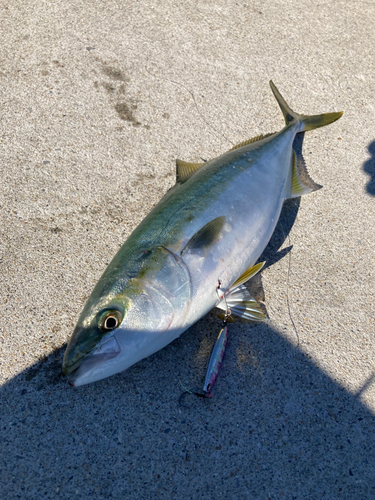 ヤズの釣果