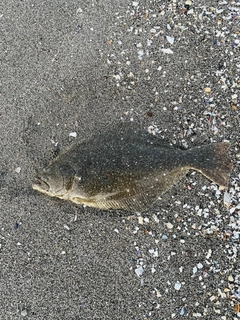 ヒラメの釣果