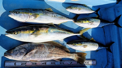 オオニベの釣果