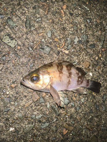 クロメバルの釣果