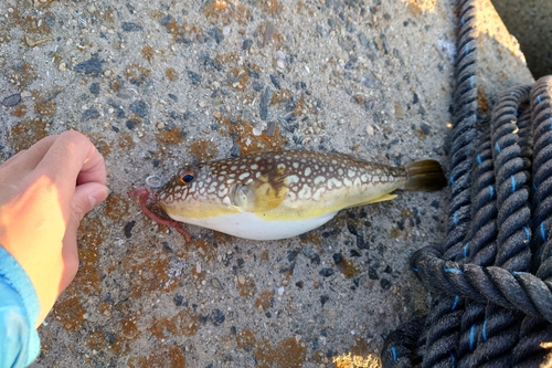 フグの釣果