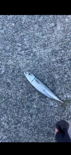 サバの釣果