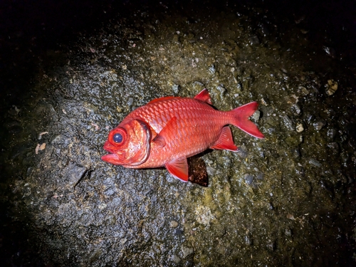 伊豆大島