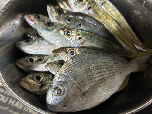 アジの釣果