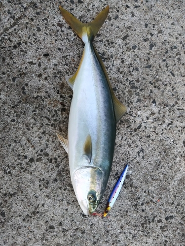 ハマチの釣果