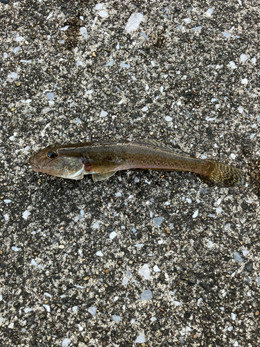 マハゼの釣果