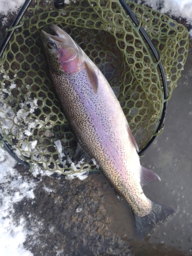 ニジマスの釣果