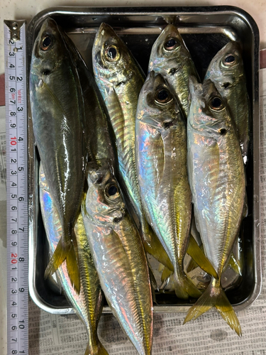 アジの釣果