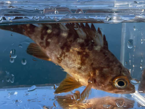 シロメバルの釣果