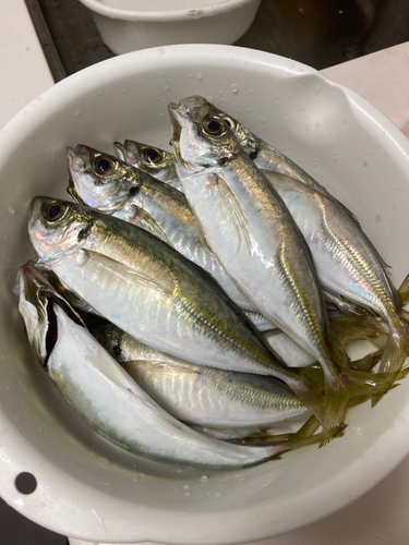 アジの釣果