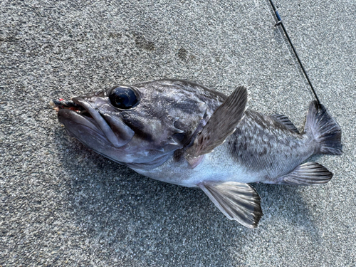 クロソイの釣果