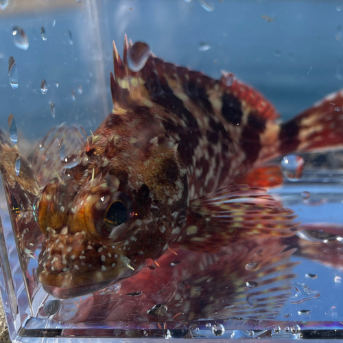 カサゴの釣果