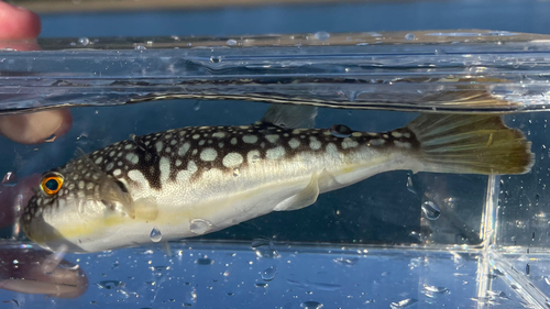 コモンフグの釣果