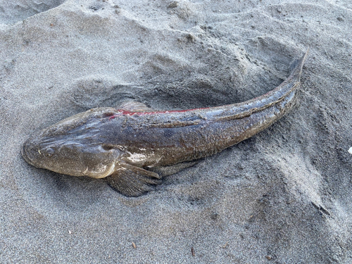 マゴチの釣果