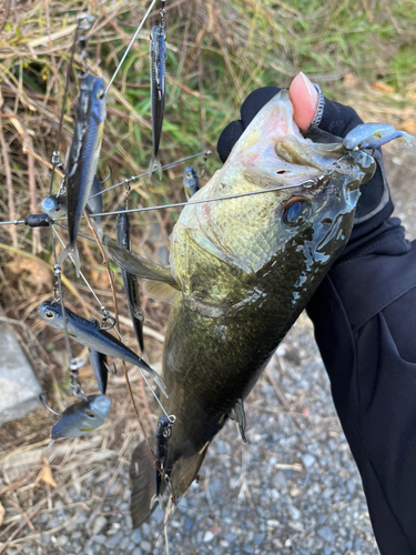 ブラックバスの釣果