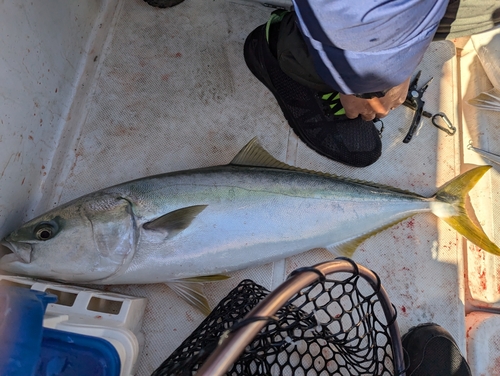 メジロの釣果