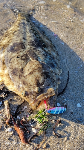 ヒラメの釣果