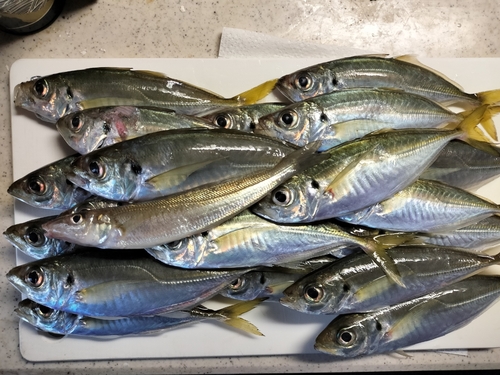 マアジの釣果