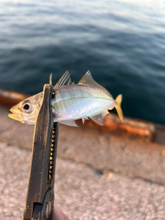 マアジの釣果