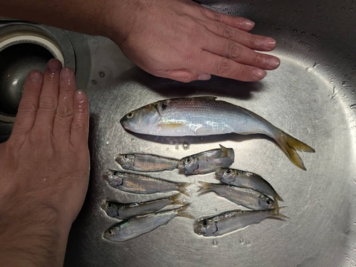 コハダの釣果