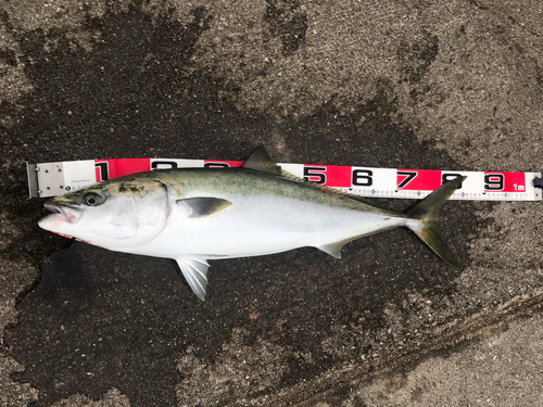 ブリの釣果