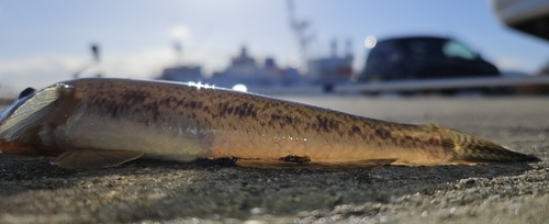 マハゼの釣果