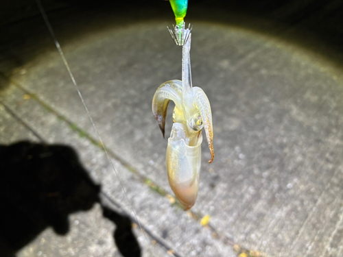 ヒイカの釣果