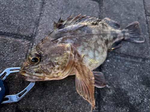 アコウの釣果