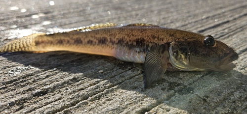 マハゼの釣果