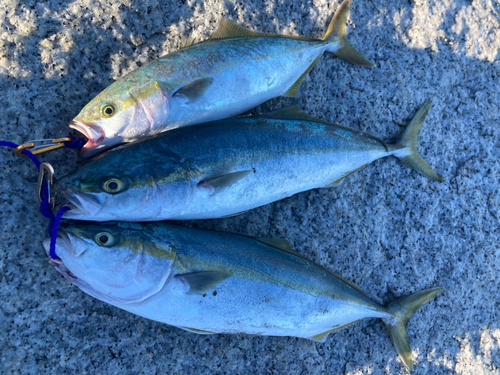 ワカシの釣果