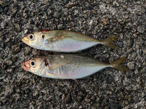 アジの釣果