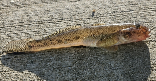 マハゼの釣果