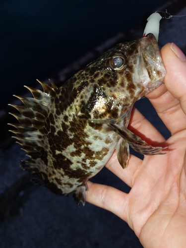 タケノコメバルの釣果