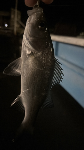 セイゴ（タイリクスズキ）の釣果