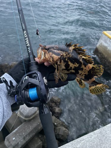 ベッコウゾイの釣果